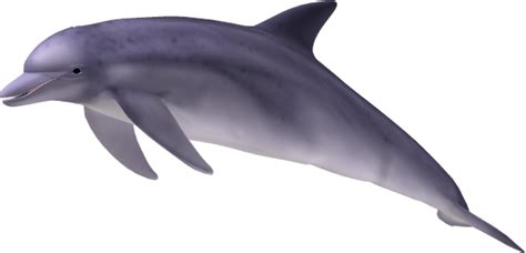 【海豚互动体验】蓝色海洋•我与海豚有个约会 - 皇家海洋乐园官方网站