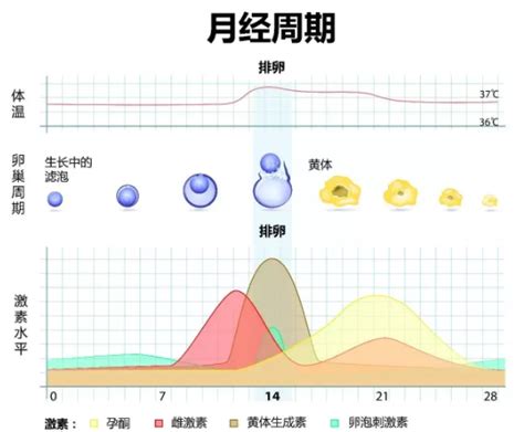 女性一个月的生理周期变化图，女性生理周期表及图片-528时尚网