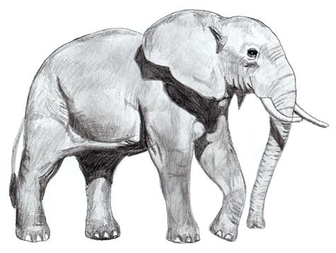大象的外形特点说明文 大象的外形特点 _生活百科