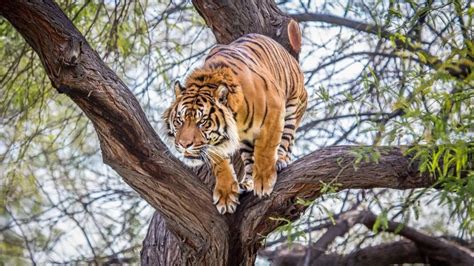 老虎爬树上捕食猴子，接下来竟发生不可思议的事！