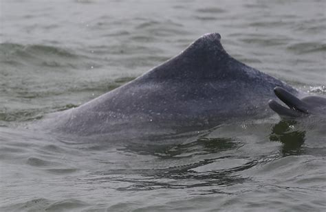 广西钦州三娘湾海域成为中华白海豚的乐园-国际在线