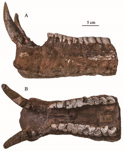 古脊椎所对甘肃庆阳大唇犀化石研究获新进展----中国科学院古脊椎动物与古人类研究所