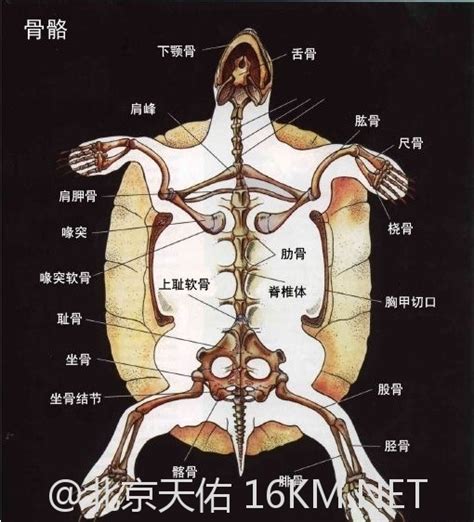 古代种肋骨海龟图片