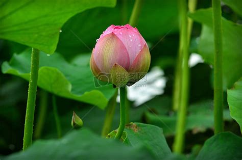 含苞待放的玫瑰高清图片下载-正版图片500001867-摄图网