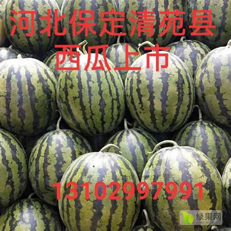 清苑西瓜品种优良，甜王系列 - 西瓜商情网 - 2023年西瓜价格行情