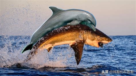 海上王者鲨鱼为什么怕可爱的海豚_海豚是怎么攻击鲨鱼的 - 工作号