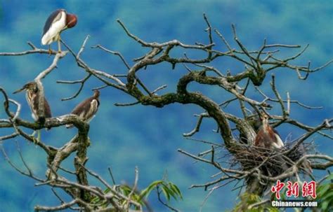美丽的野鸟栖息在树枝上的特写高清图片下载-正版图片504369585-摄图网