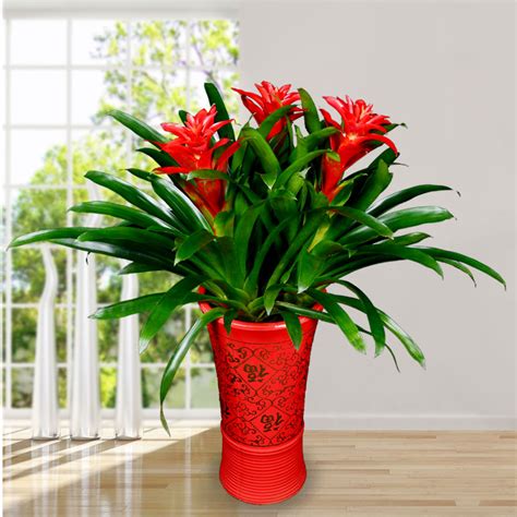 客厅最旺宅的大型植物（适合客厅养的7种风水好植物） - 花晓网