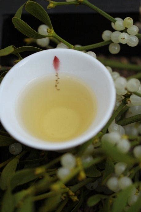 枫树寄生茶的功效与作用_保健茶_绿茶说