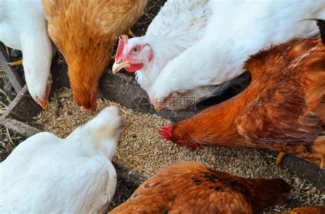 母鸡在舍里喂玉米与鸡群的农场业务鸡高清图片下载-正版图片506380678-摄图网