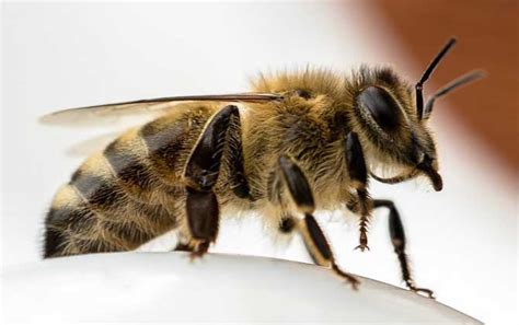 蜜蜂有几条腿-百度经验