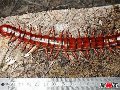 世界十大著名蜈蚣 加拉帕格斯巨人蜈蚣体型巨大可达46厘米_探秘志