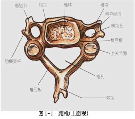 钩椎关节解剖图图片
