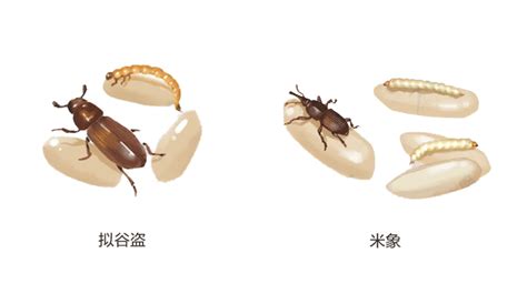 家里床上老有黑色或深褐色的圆形硬壳小虫子，是什么虫？怎么产生的？会对人有危害吗？怎么处理-百度经验