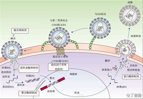 科学网—与新冠病毒感染相关的宿主因子的鉴定 - 崔胜的博文