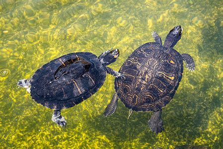 海龟在海洋中游泳的水下景色，夏威夷，美国高清图片下载-正版图片501462019-摄图网