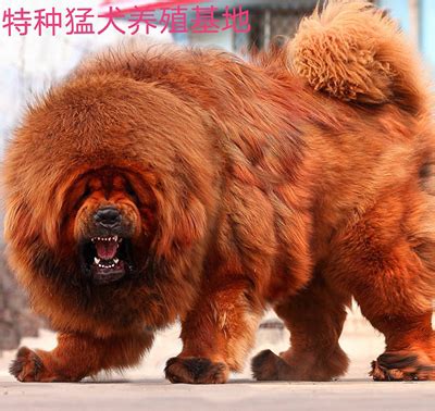 藏獒幼犬出售纯种双血统巨型护卫狮王铁包金雪獒鬼獒看家护卫狗狗-淘宝网
