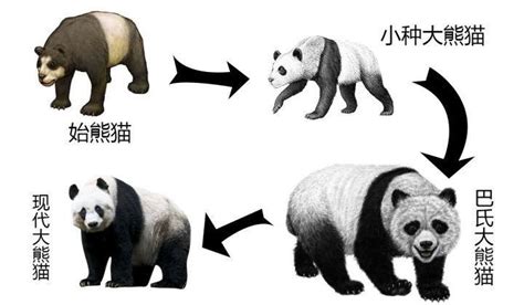 大熊猫的资料大全（大熊猫的前世今生：从凶猛的"食铁兽"变成呆萌可爱的"国宝"） | 说明书网