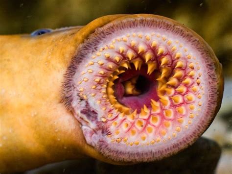 七鳃鳗纲-野生动物生态保护-图片
