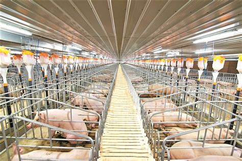 猪价上涨温氏股份频获调研，猪场总产能达3500万头|界面新闻 · 证券