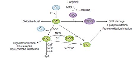 线粒体铁氧还蛋白 FDX1 和 FDX2 的功能谱和特异性,Nature Chemical Biology - X-MOL