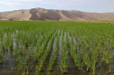 沙漠里的粮仓：中国人在迪拜种“海水稻”，把盐碱地变成万亩良田_种植