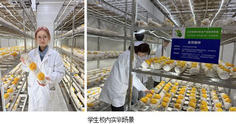 宝丰：发展食用菌产业 助力乡村振兴 促进农业增效和农民增收-中华网河南