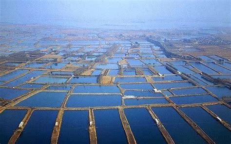 2020-2026年中国淡水养殖行业竞争格局分析及投资趋势预测报告_智研咨询