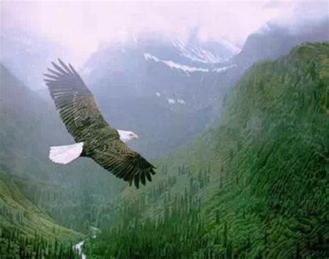 鹰,山,早晨,雾,在上面,鸟类,风景,高大的,天空,老鹰摄影素材,汇图网www.huitu.com