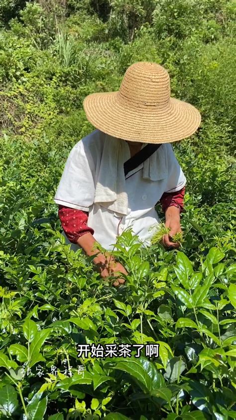 茶园采摘摄影图片-茶园采摘摄影作品-千库网