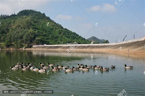 水库生态养殖的一群绿头鸭,畜牧养殖,农林渔牧,摄影素材,汇图网www.huitu.com