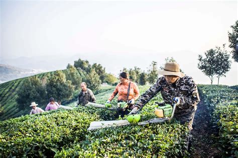 茶庄园模式与普通的茶园生产模式最大的不同，就是产业层次的差异。