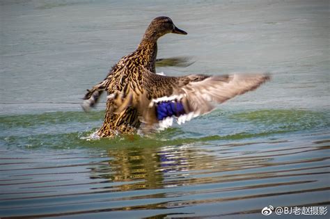 奥森南园湖里的鸭子。|南园|奥森|湖里_新浪新闻