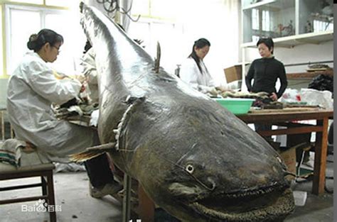 世界上最大的鱼巨骨,上最大的鱼巨型,上最大的鱼(第10页)_大山谷图库