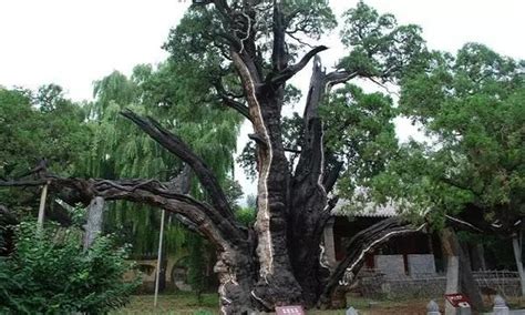 中国现存最古老的树排名 黄帝轩辕柏至少5千岁_巴拉排行榜