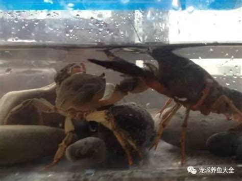 螃蟹养殖怎样才能养出大螃蟹，好养的螃蟹 - 知乎