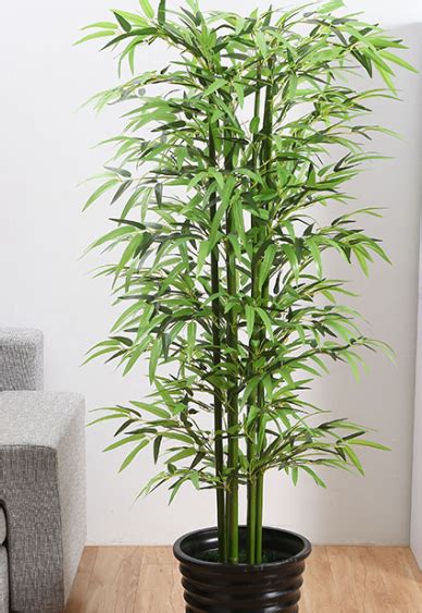 佛肚竹盆景罗汉竹室内客厅盆栽办公室内竹子小型矮化观赏盆栽植物-阿里巴巴
