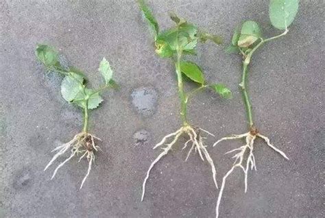 三角梅扦插多久生根发芽，扦插生根最快方法 - 农业种植网