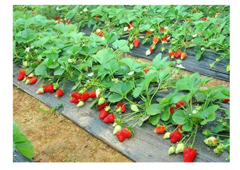 产品展示--砀山草莓采摘,砀山草莓基地,砀山草莓(采摘园,自采园,采摘基地)砀山草莓批发-砀山秋芝草莓农场
