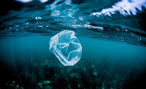 塑料污染的潜在危害_行业百科_易资讯_易企询官方网站