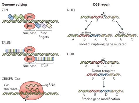 NAT CHEM丨可编程自主合成单链DNA-韩达