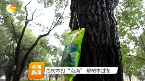 纺大学生给树“穿衣裳” - 长江商报官方网站