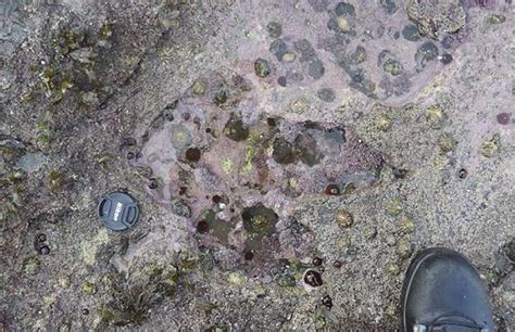 苏格兰天空岛发现世界最大恐龙足迹化石 可追溯到1.7亿年前 - 科研速递 - 化石网
