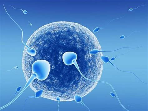 4. 采集精子的方法、受精过程