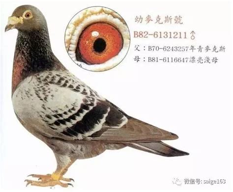 红狐詹森鸽子--中国信鸽信息网相册