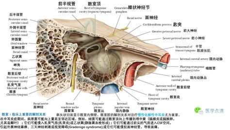 中耳内耳外耳解剖图谱-人体解剖图,_医学图库