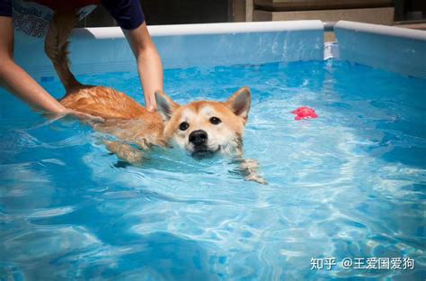 狗天生都会游泳吗（哪些狗天生不会游泳） - 胖萌舍宠物网