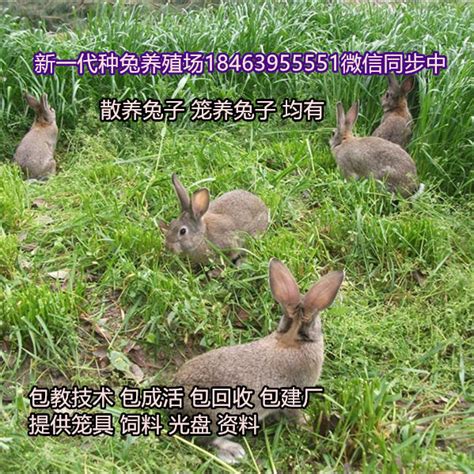 佳木斯野兔_养殖兔价格_济宁顺祥种兔养殖场