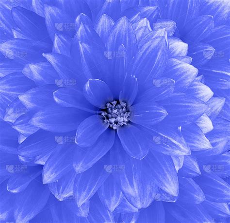 蓝色大丽花背景。特写镜头。大自然。