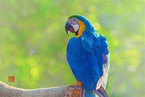 金刚鹦鹉 - 动物世界 - 景区 - 中南百草原官方网站 国家AAAA级旅游景区